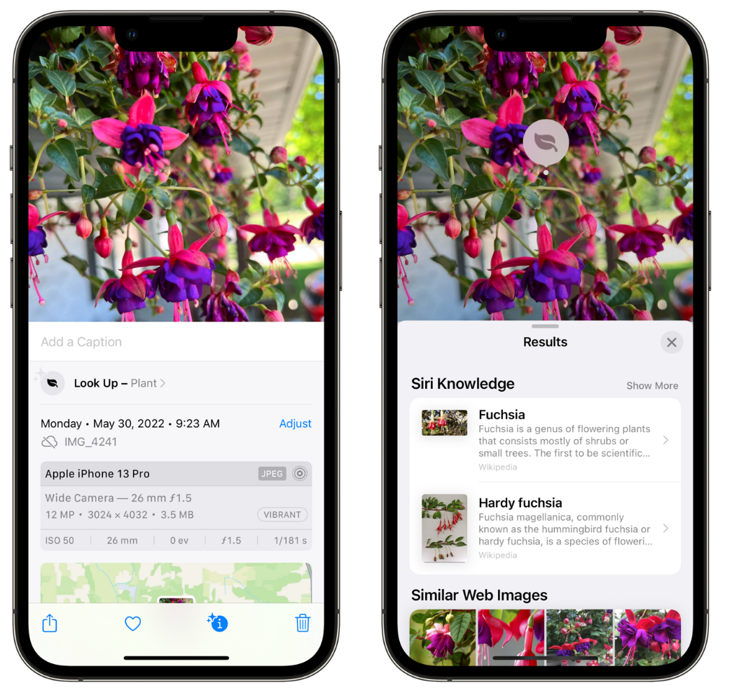 澄迈苹果手机维修分享小技巧：使用 iPhone 相机识别花卉植物 